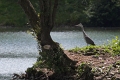 Heron cendre-02